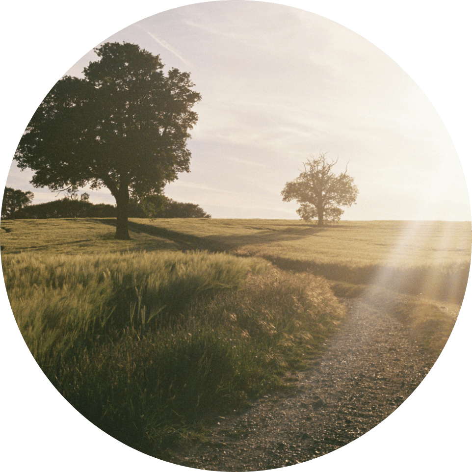 Pathway through a field of grass with a few trees in the distance.