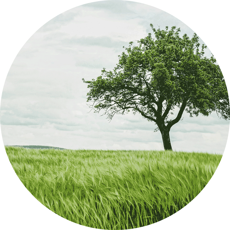 the-cost-of-cremation-962x962 A young tree against a cloudy sky, with lush green grass in the foreground.
